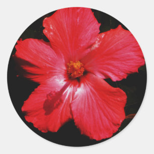 Adesivo Red Hibiscus