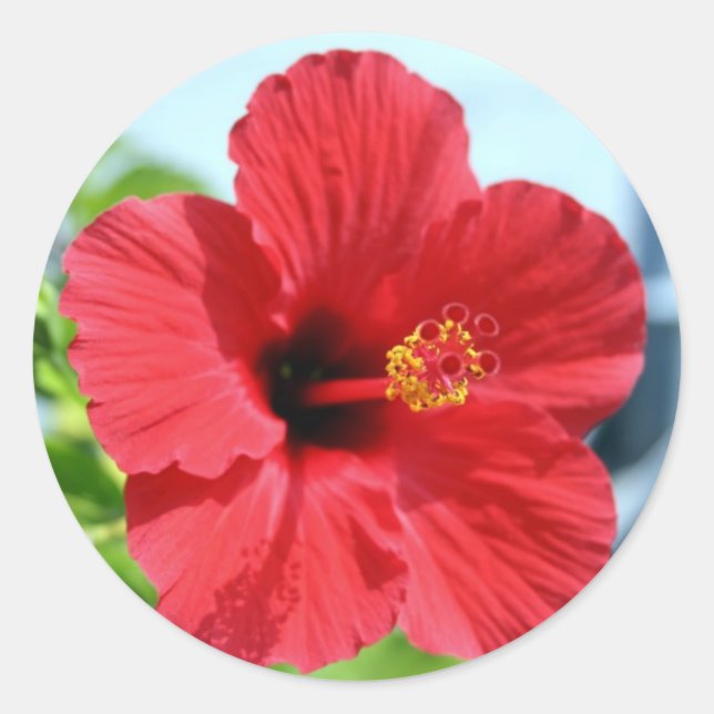 Adesivo Red Hibiscus Sticker (Frente)