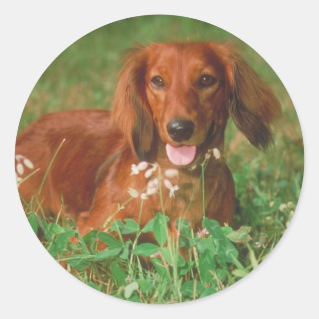 Adesivo Red Long Haired Dachshund (Frente)