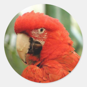 Adesivo Red McCaw Stickers