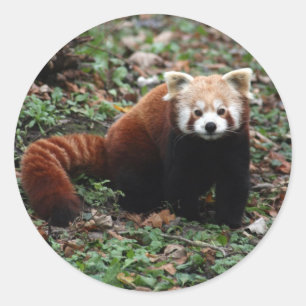 Adesivo Red Panda