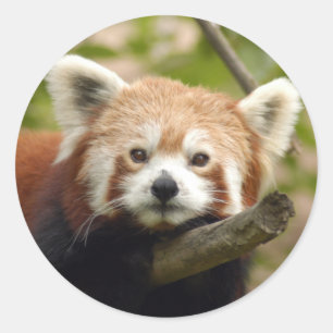 Adesivo red-panda-004