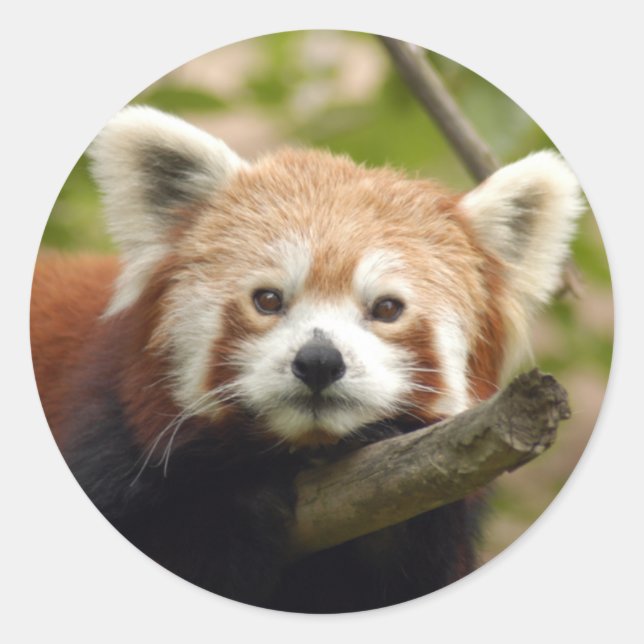Adesivo Red-panda-004 (Frente)