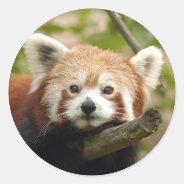 Adesivo Red-panda-005 (Frente)
