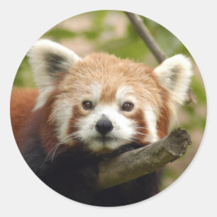 Adesivo red-panda-005
