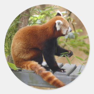Adesivo red-panda-037