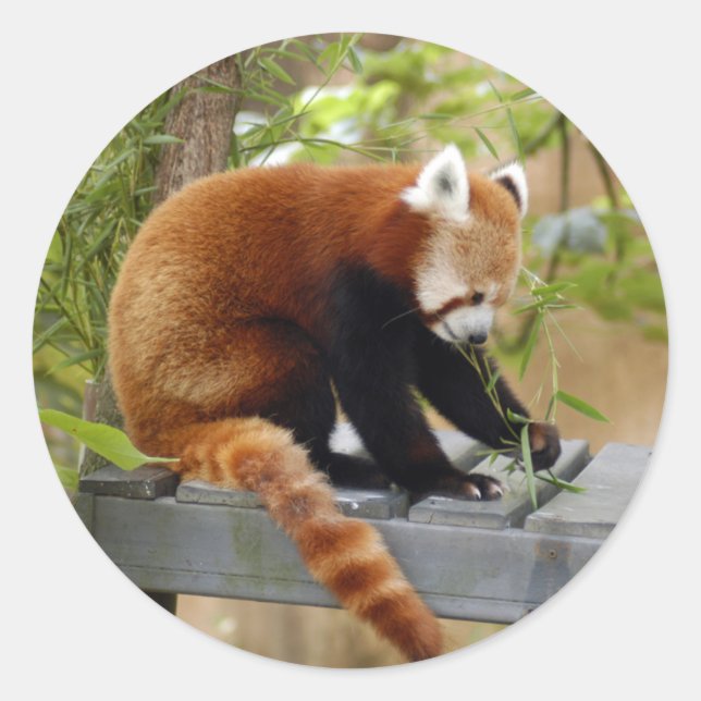 Adesivo Red-panda-039 (Frente)
