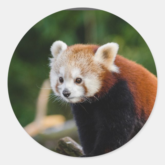 Adesivo Red Panda Nature (Frente)