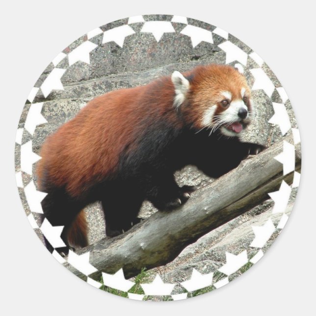 Adesivo Red Panda Stickers (Frente)