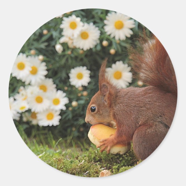 Adesivo Red Squirrel and Daisies Cute Photo (Frente)