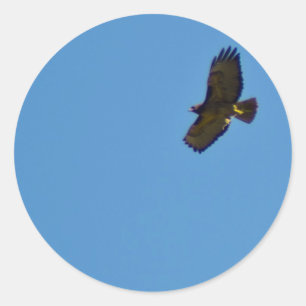 Adesivo Red Tailed Hawk em Voo