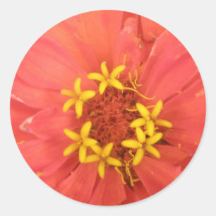 Adesivo Red Zinnia Macro Stickers