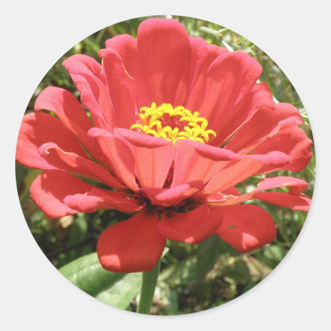 Adesivo Red Zinnia Stickers (Frente)