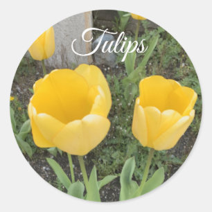 Adesivo Redondo Clássico Tulipas Amarelas