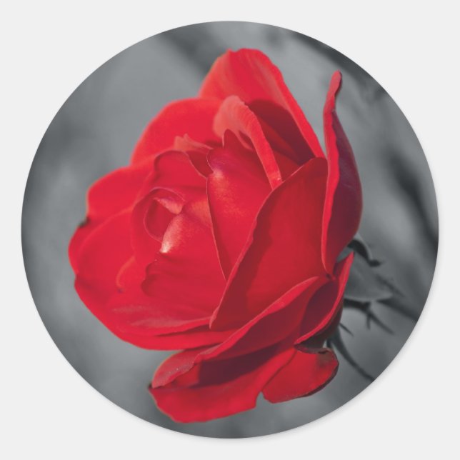 Adesivo Redondo Rosa Vermelha (Frente)