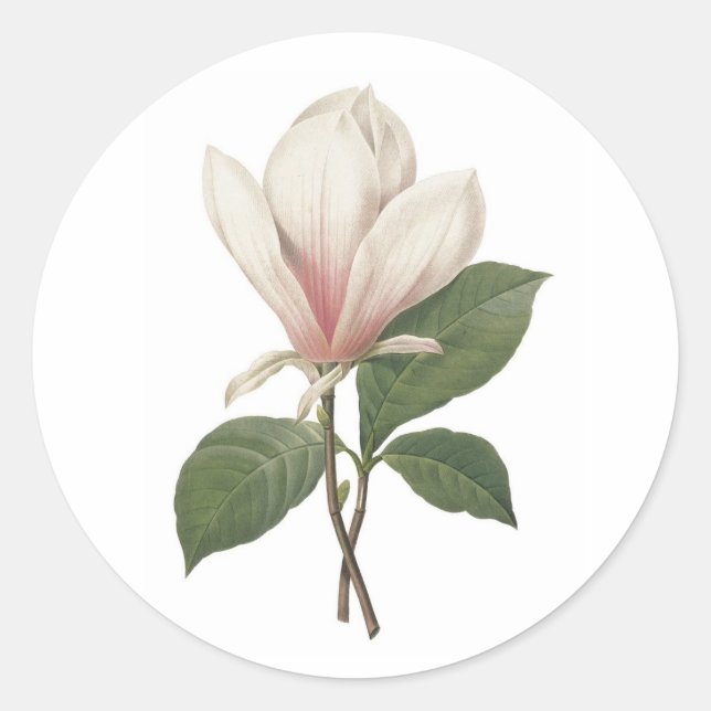 Adesivo Redoute Magnolia Sticker (Frente)