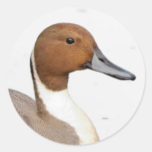 Adesivo Reflexões de um Pato de Pintail de Norte