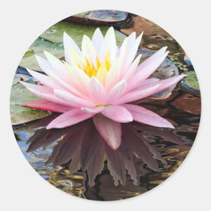 Adesivo Reflexos de Nenúfar