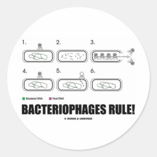 Adesivo Regra dos bacteriófagos! (ADN do vírus das