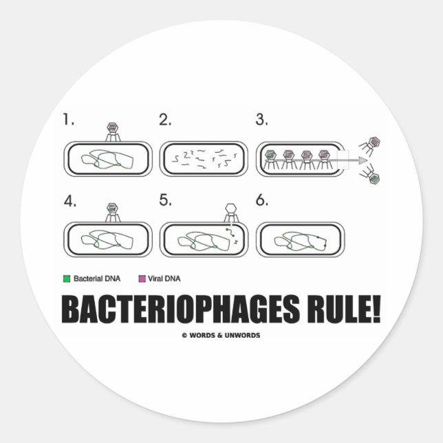 Adesivo Regra dos Bacteriófagos! (ADN do Vírus das Bactéri (Frente)