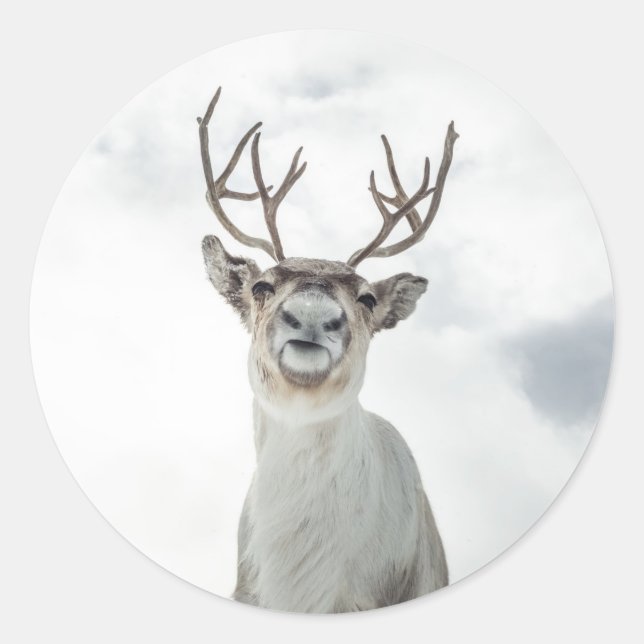 Adesivo Reindeer Nature Photo (Frente)