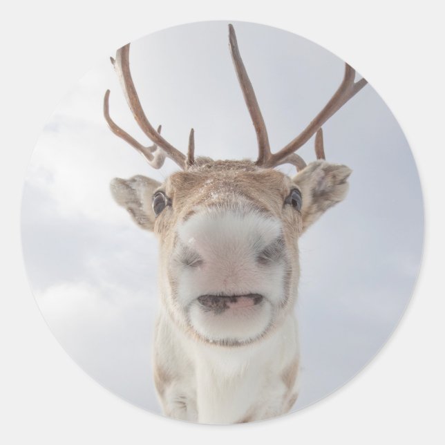 Adesivo Reindeer Nature Photo (Frente)