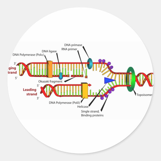Adesivo Replicação de DNA (Frente)