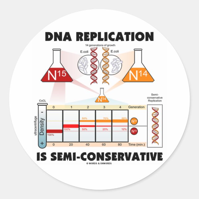 Adesivo Replicação de DNA é semirconservadora (Frente)