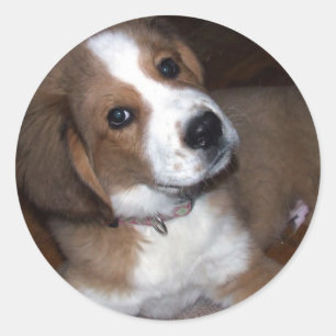 Adesivo Resgate Dog Buddy Te Implora