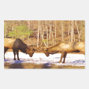 Adesivo Retangular 2~ 2 Bull Elk na neve