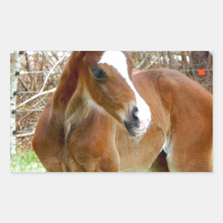 ADESIVO RETANGULAR 2BOM CAVALO DE FOLHA DE BEBÊ PONY