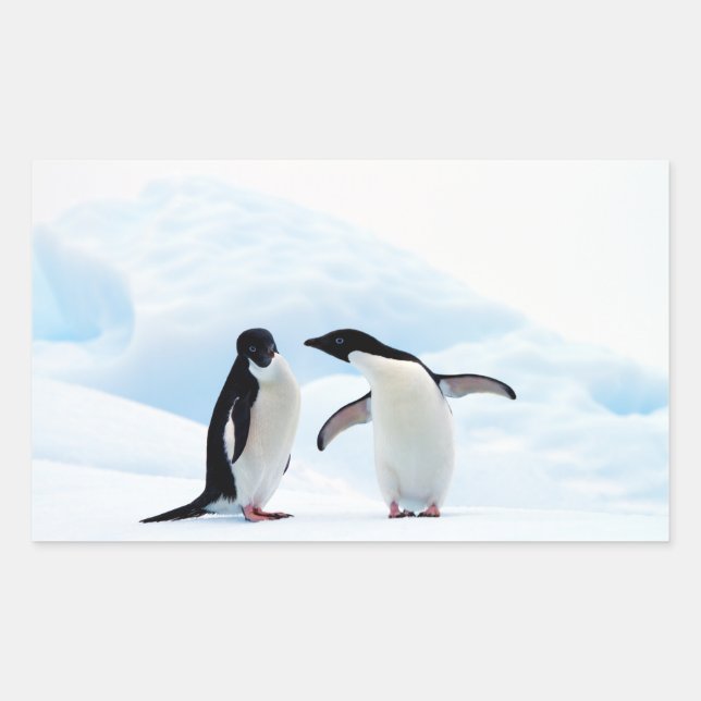 Adesivo Retangular Adelie Penguins (Frente)