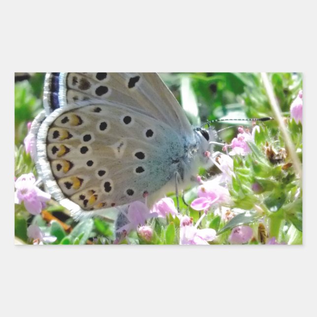 Adesivo Retangular Amarelo Azul com Borboleta Preta em Flores (Frente)