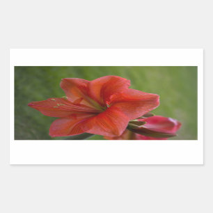 Adesivo Retangular Amaryllis