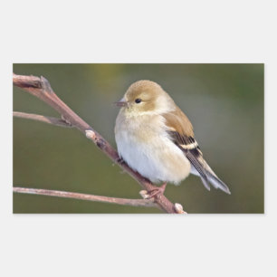 Adesivo Retangular American Goldfinch
