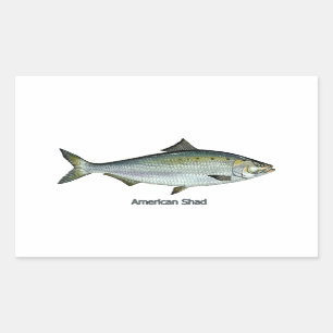 Adesivo Retangular American Shad