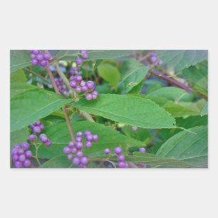 Adesivo Retangular Americano Beautyberry (americana de Callicarpa)