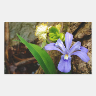 Adesivo Retangular Anã-Caverna-Iris, flor branca púrpura azul-púrpura