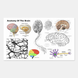 Adesivo Retangular Anatomia de uma anatomia humana popular do cérebr