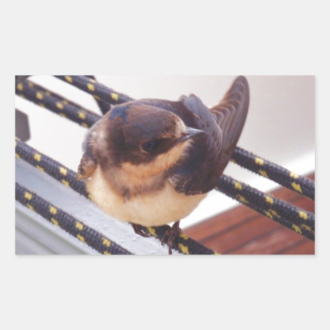 Adesivo Retangular Andorinha-do-mar Migrando de Iate (Frente)