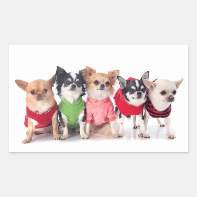 Adesivo Retangular Animais de Corte (Frente)