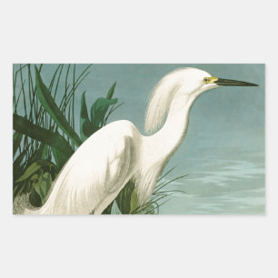 Adesivo Retangular Aniversário de Ave-de-Egrete Branca de Audubon Sno