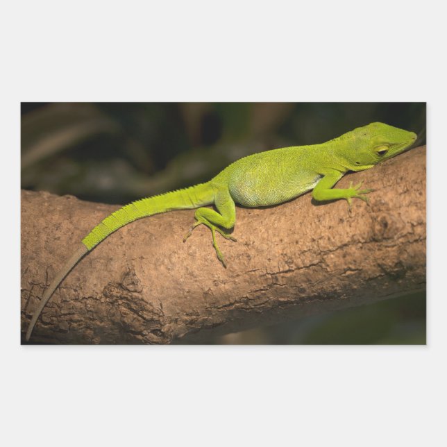 Adesivo Retangular Anole gigante jamaicana (Frente)