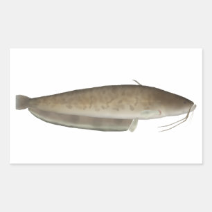 Adesivo Retangular Aristóteles's Catfish