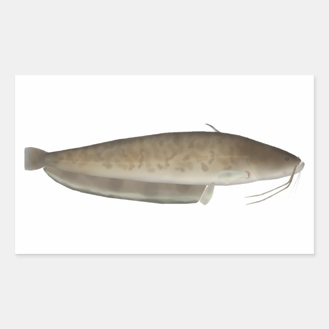 Adesivo Retangular Aristóteles's Catfish (Frente)