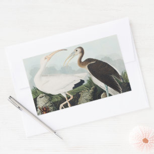 Adesivo Retangular Arte da Natureza da Ave Íbis-Branca Vintage Audubo