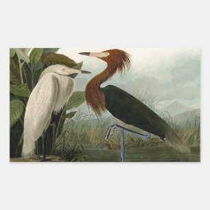 Adesivo Retangular Arte de Pássaro: Gravura do Garça Roxa de Audubon: