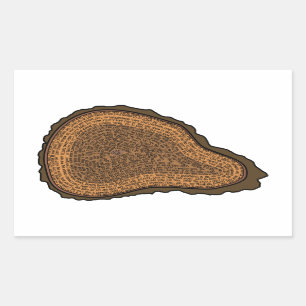 Adesivo Retangular Árvores de Anéis de Crescimento de Seção Cruzada d