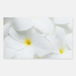 Adesivo Retangular As flores dos leus do Plumeria personalizaram a