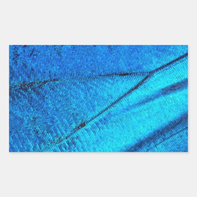 Adesivo Retangular Asa Azul Iridescente da Borboleta (Frente)